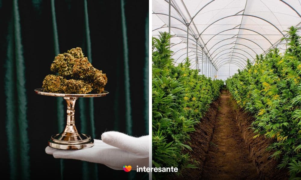 En 2019 Ecuador se convirtio en el quinto pais de America Latina en legalizar la produccion comercializacion distribucion y uso de cannabis con fines medicinales