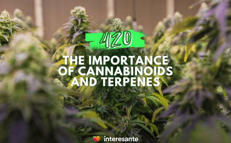 Beyond Indica and Sativa Discovering the Importance of Cannabinoids and Terpenes