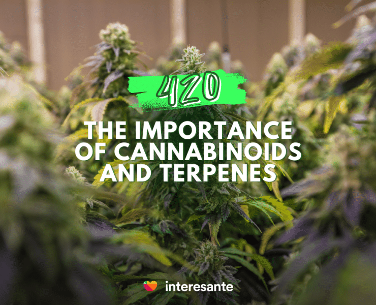 Beyond Indica and Sativa Discovering the Importance of Cannabinoids and Terpenes