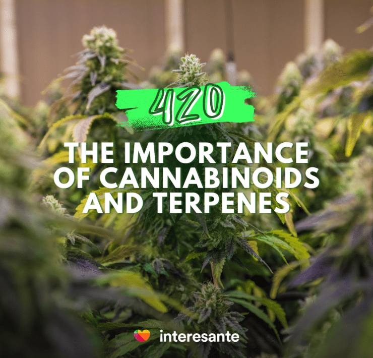 Beyond Indica and Sativa Discovering the Importance of Cannabinoids and Terpenes