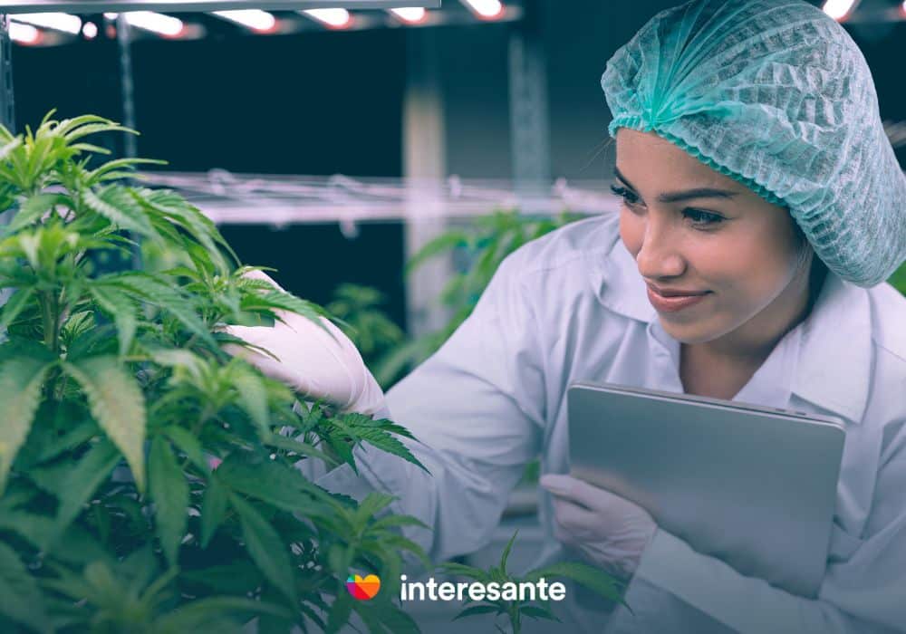 CBD una apuesta hacia el futuro de la economia Ecuatoriana