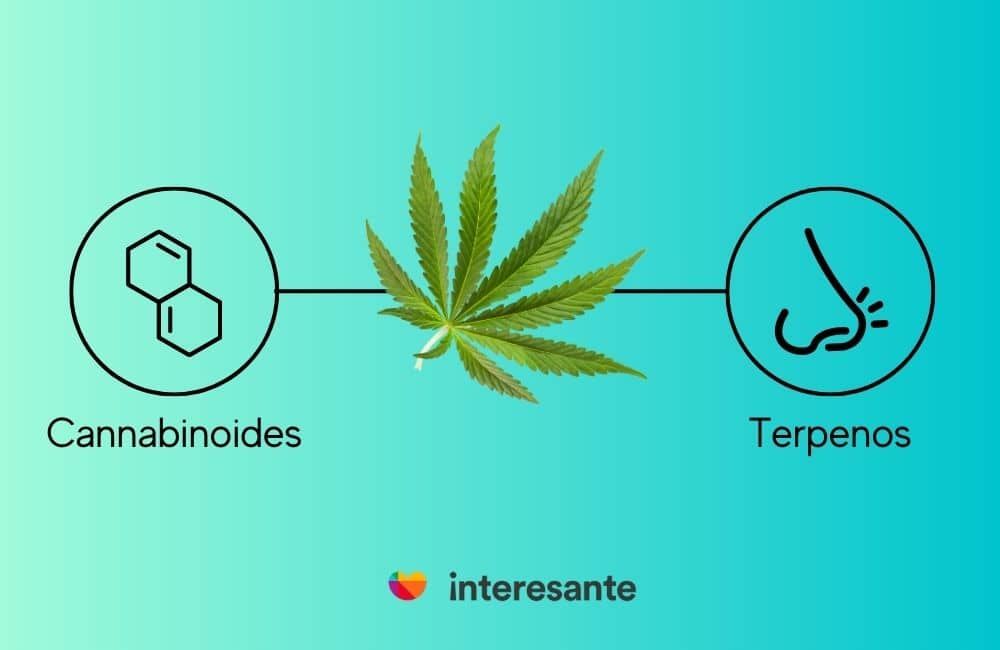 Cannabinoides y Terpenos