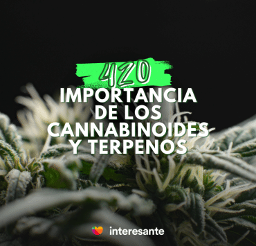 Cannabinoides y Terpenos La clave para entender el cannabis