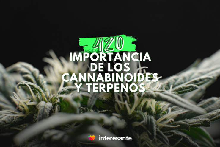 Cannabinoides y Terpenos La clave para entender el cannabis