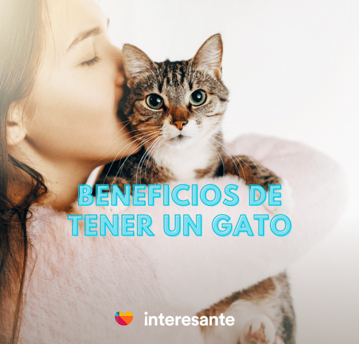 Descubre por que tener un gato como mascota puede mejorar tu vida