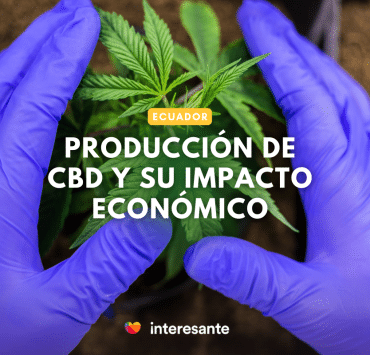 ECUADOR produccion de CBD y su impacto economico