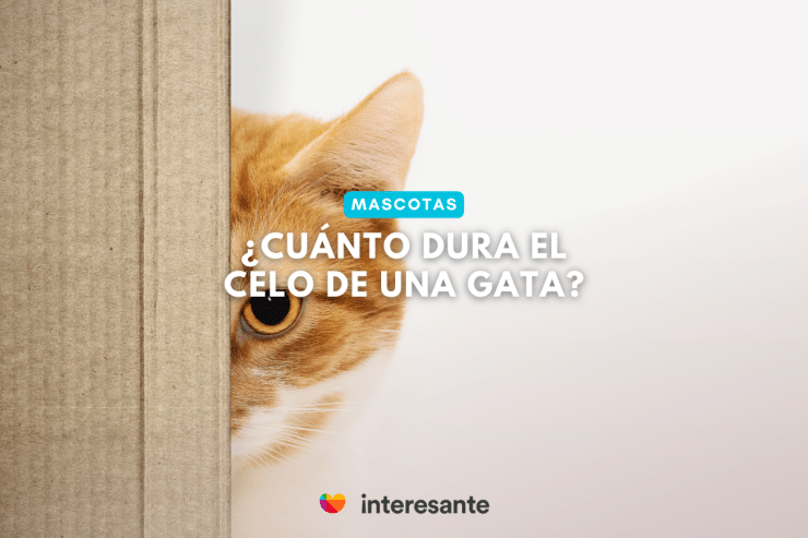 ¿Cómo Lidiar con una Gata en Celo