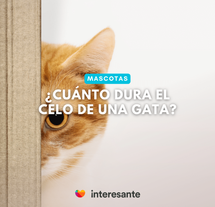 ¿Cómo Lidiar con una Gata en Celo