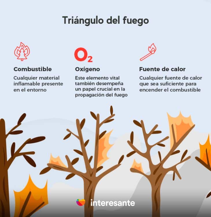 ¿Por qué Surgieron los Incendios Forestales