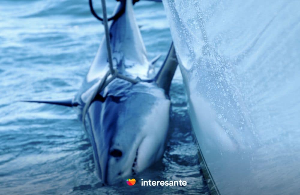 La situación actual de los tiburones