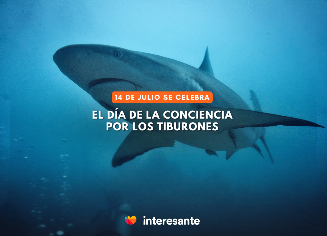 ¿Son Realmente Peligrosos los Tiburones