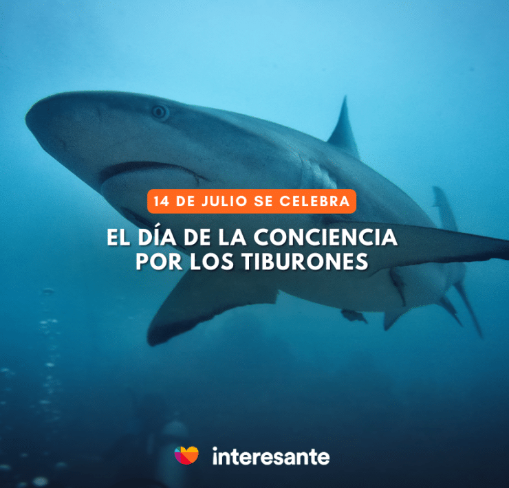 ¿Son Realmente Peligrosos los Tiburones